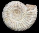 Perisphinctes Ammonite Fossil In Display Case #40014-1